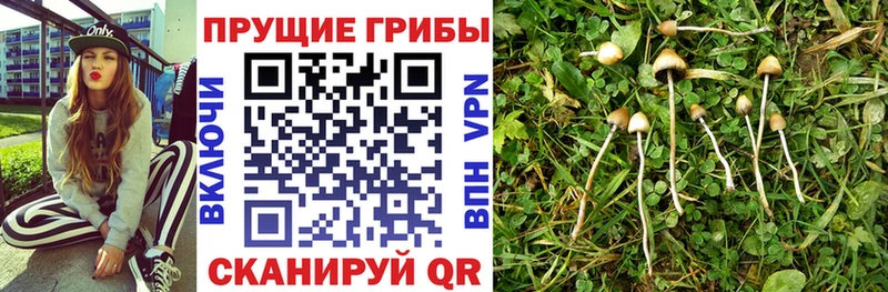 Галлюциногенные грибы Cubensis  blacksprut ссылки  Порхов 